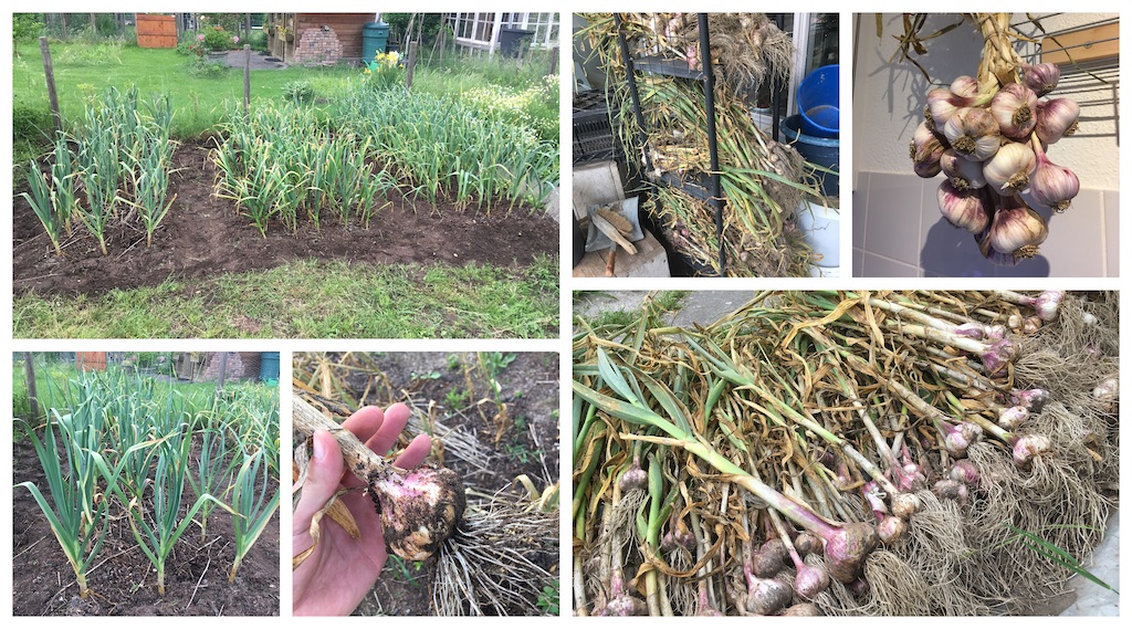 Garlic Harvest 2018