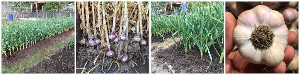 Garlic Harvest 2019