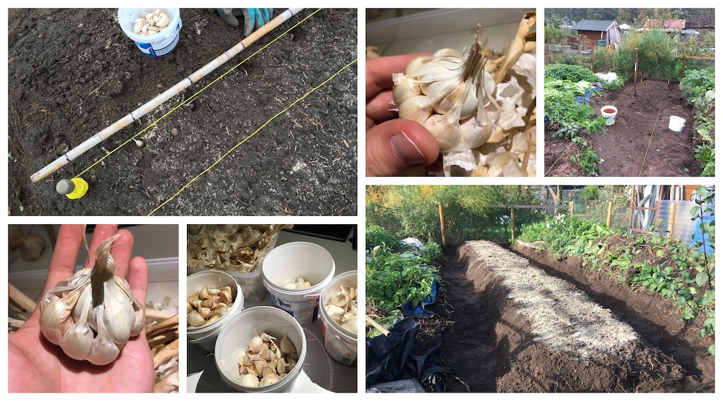 Garlic Planting 2019