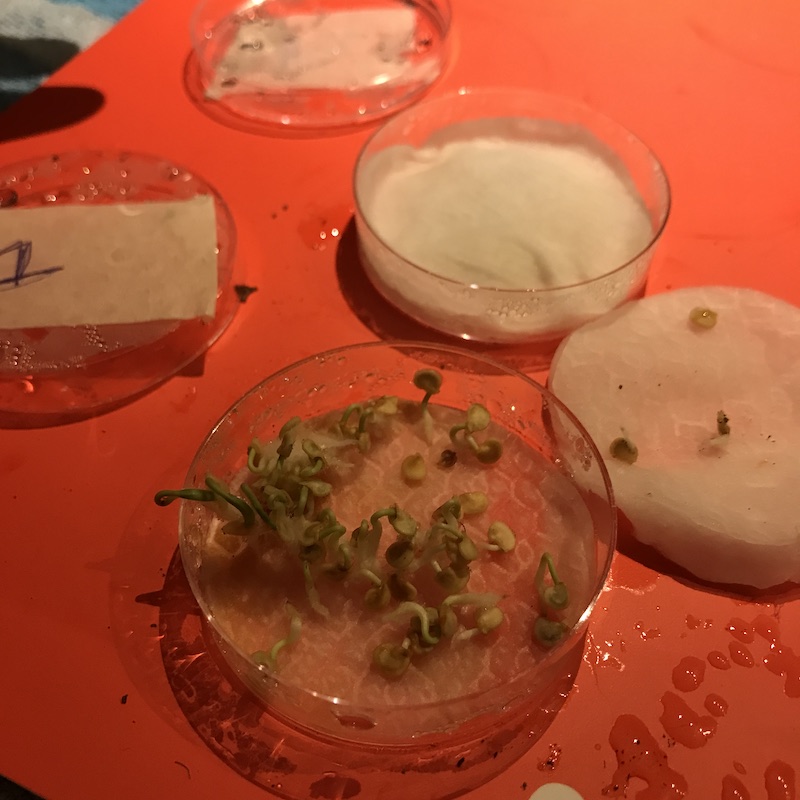Petri dishes sprouts