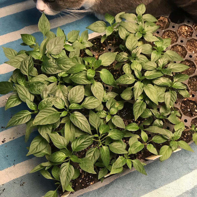 Tray of seedlings