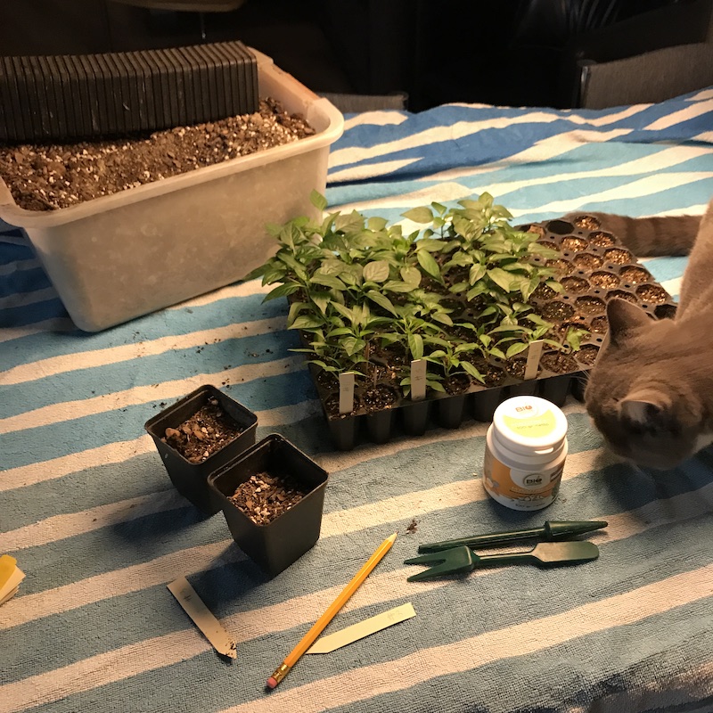 Potting seedlings