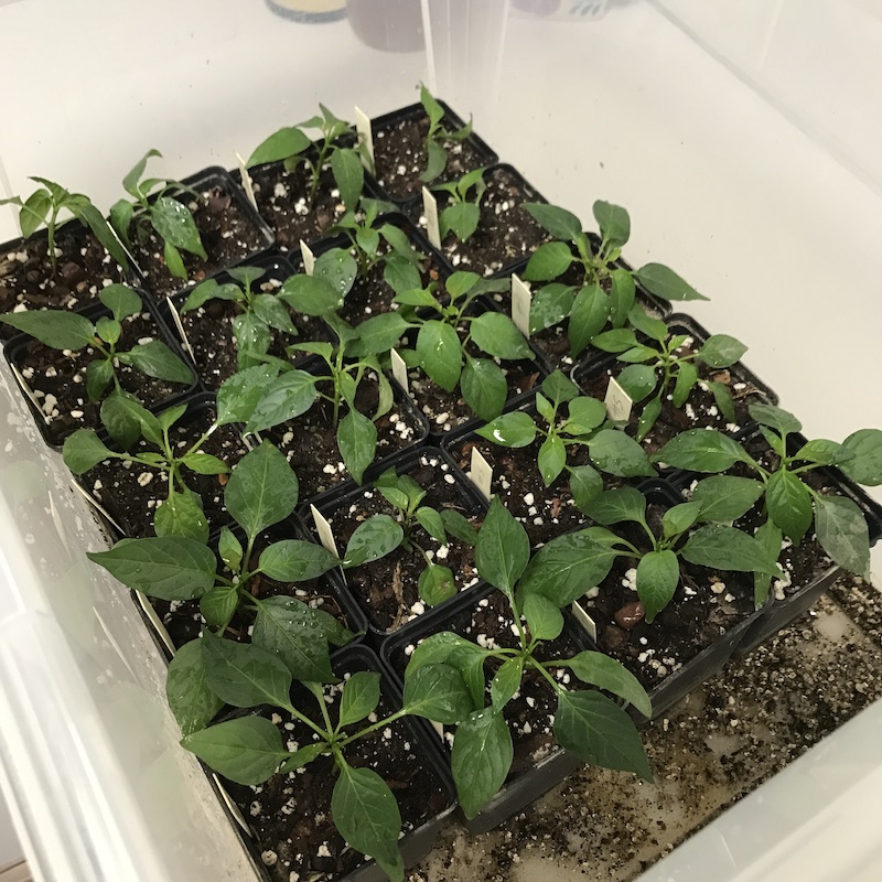 Potted seedlings