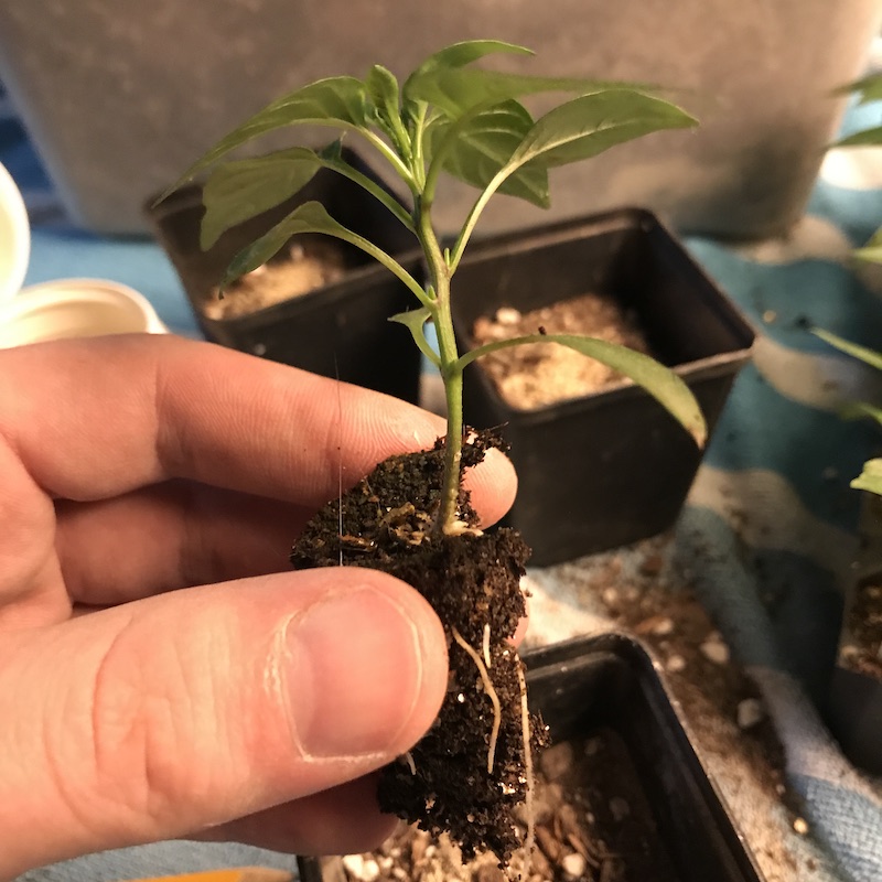 Rooted seedling