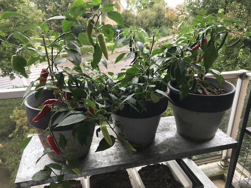 balcony-pepper-pots
