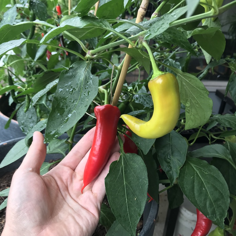 banana-pepper