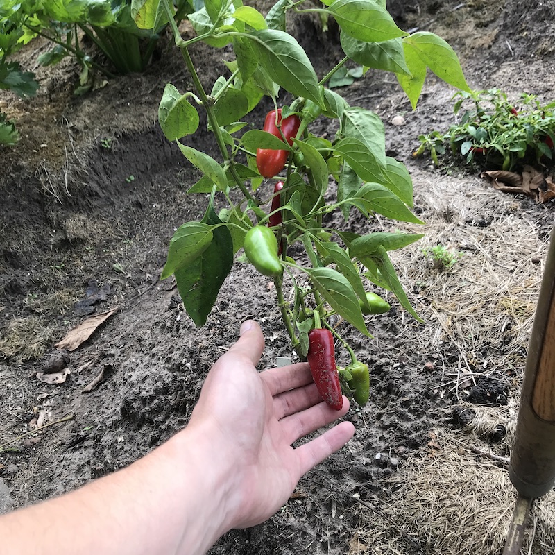 jalapeno-pepper-garden