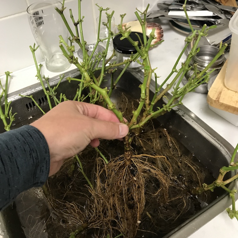 pepper-cleaned-root-system