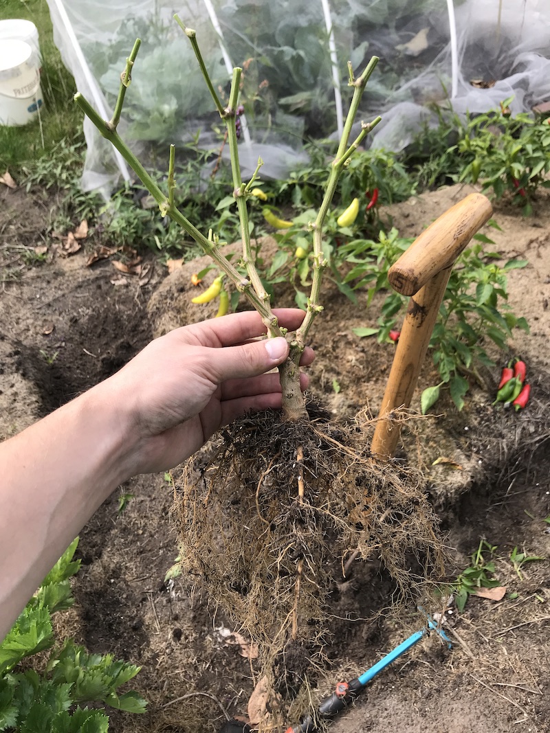trimmed-pepper-garden